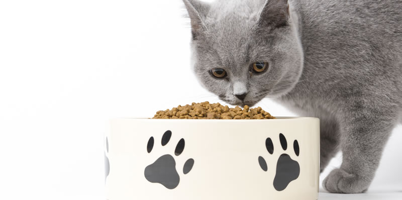 Alles für die Katze - Bei uns finden Sie Katzenzubehör, Katzenspielzeug & Katzenfutter