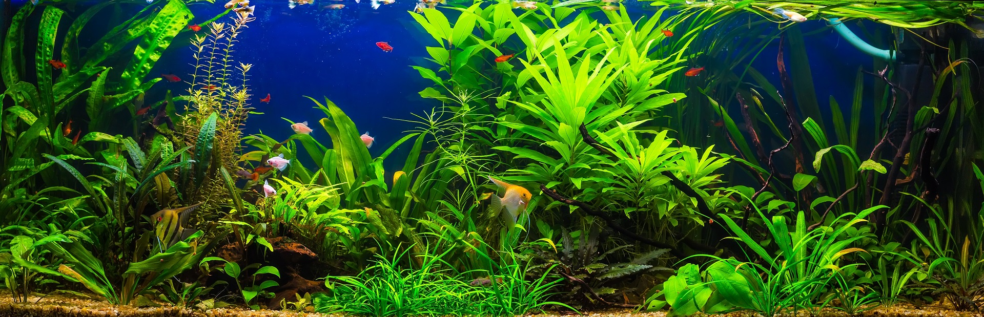 Ausstattung für Aquarien & Terrarien | Quedlinburg, Halberstadt