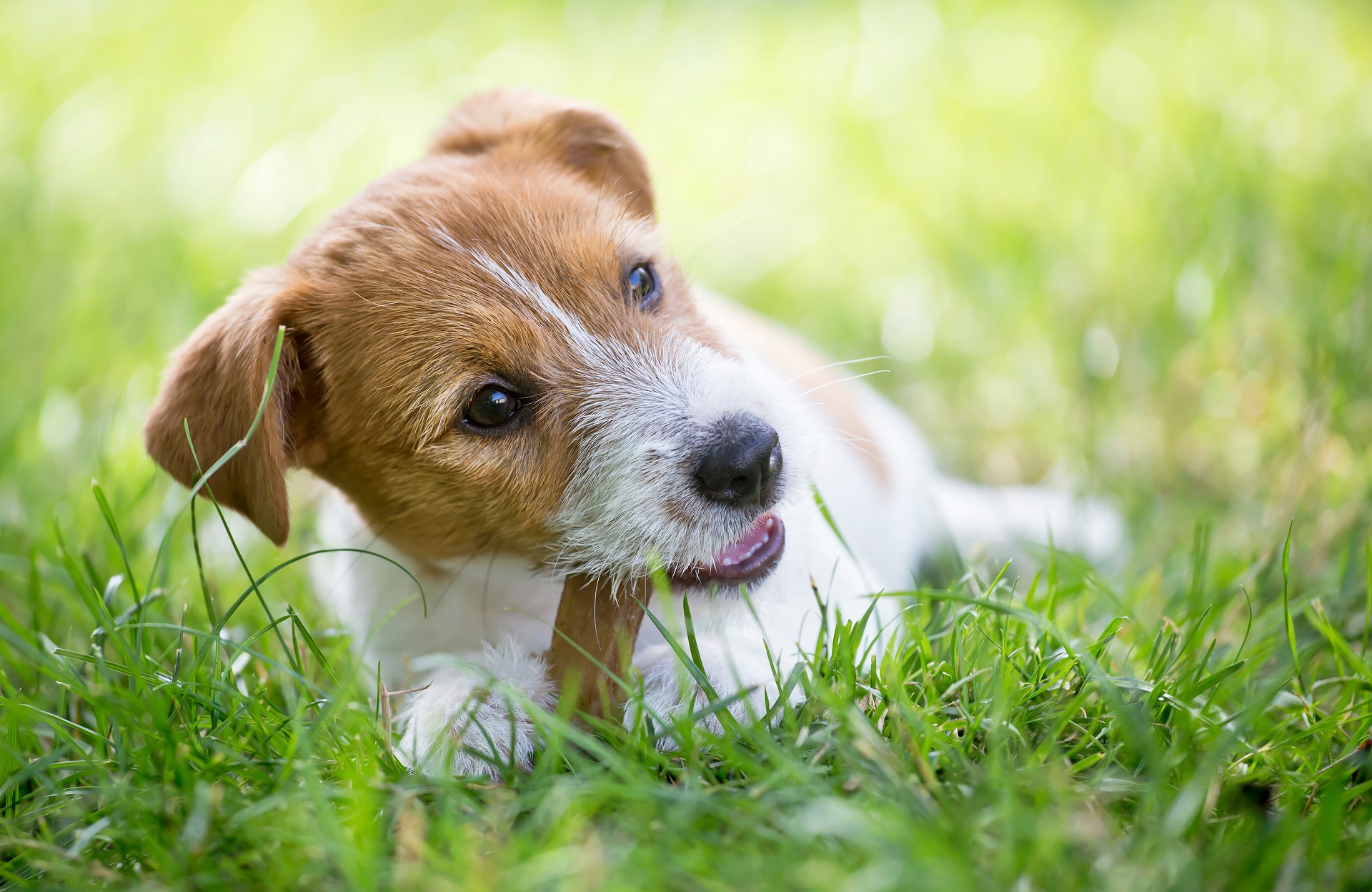 Hundefutter & Nahrungsergänzungen | Quedlinburg