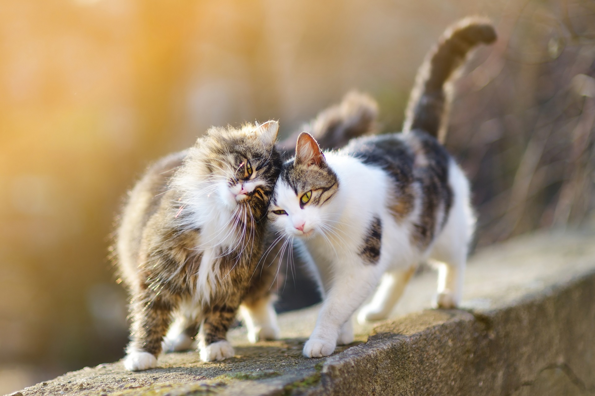 Tierzubehör für Katzen | Quedlinburg, Elbingerode