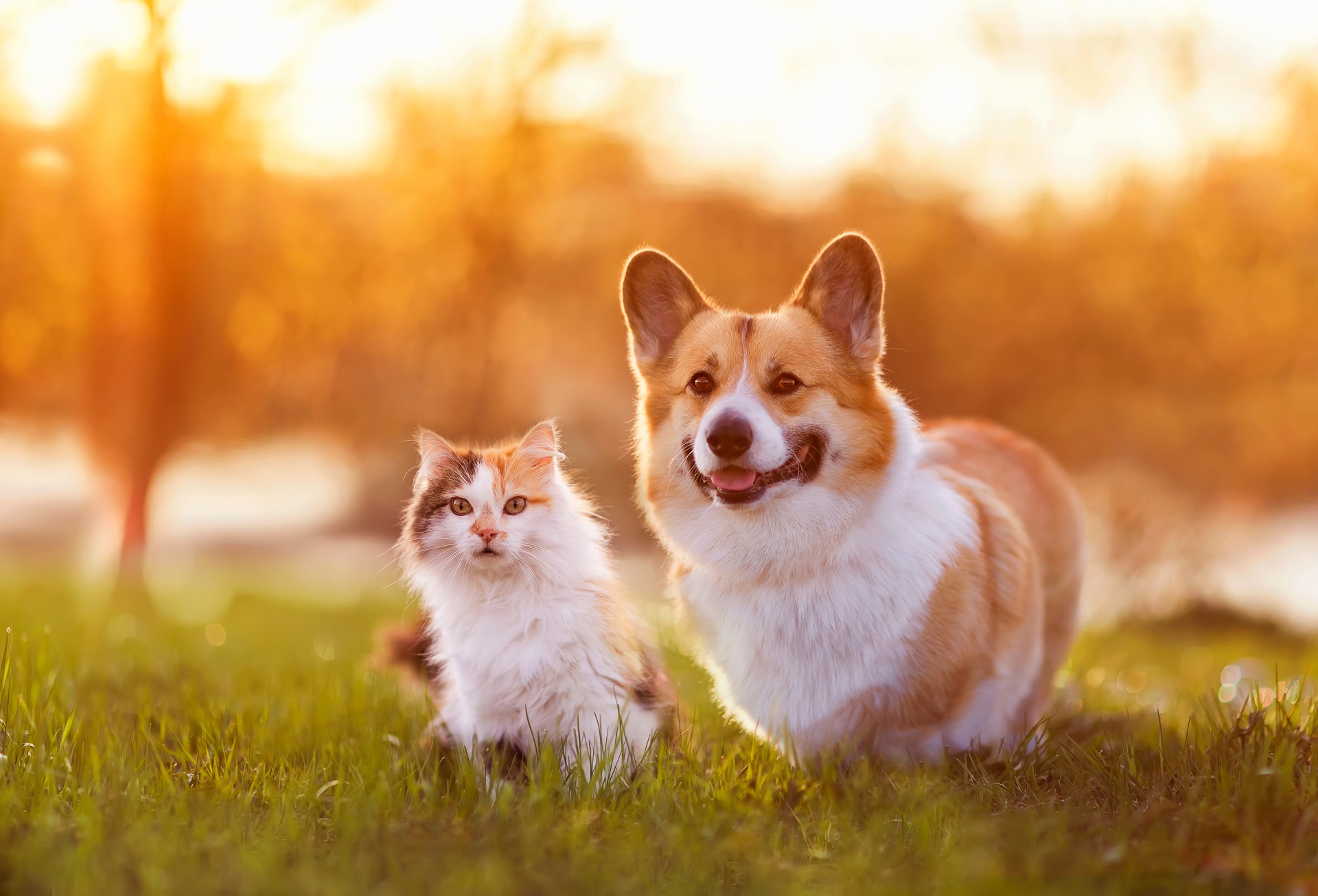 Haustierbedarf für Hunde, Katzen & Kleintiere im Harz
