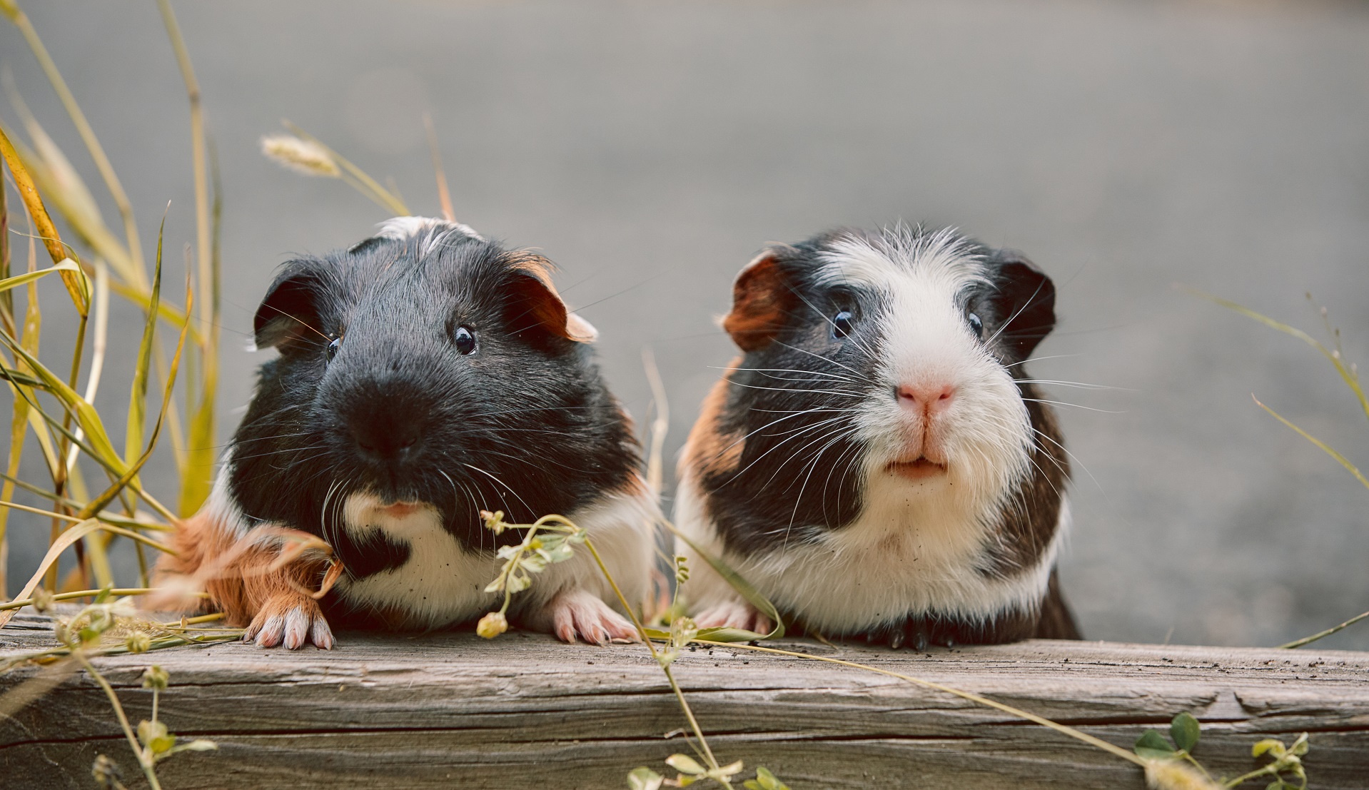 Zoofachgeschäft Quedlinburg - Tiernahrung & Haustierzubehör
