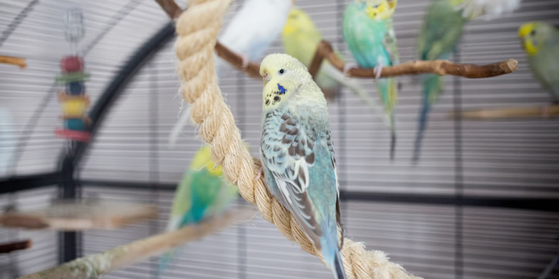 Vogelfutter & Vogelzubehör in Quedlinburg nahe Harzgerode